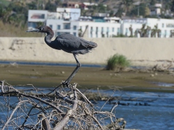 Reddish Egret